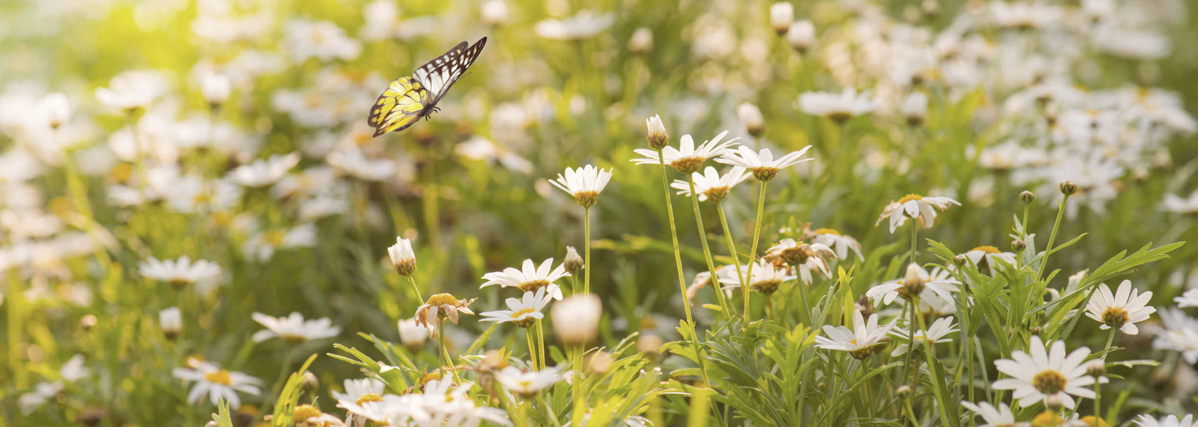 #trädgårdsblogg Blommor #trädgårdsblogg