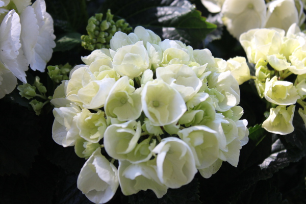 Hortensia